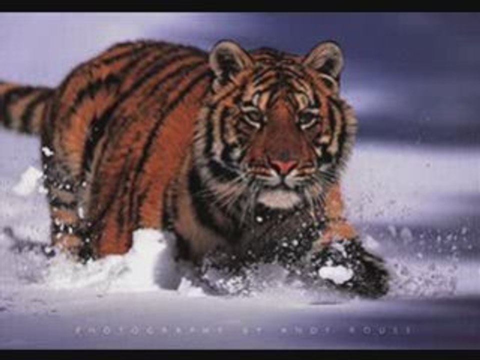 Les Tigres