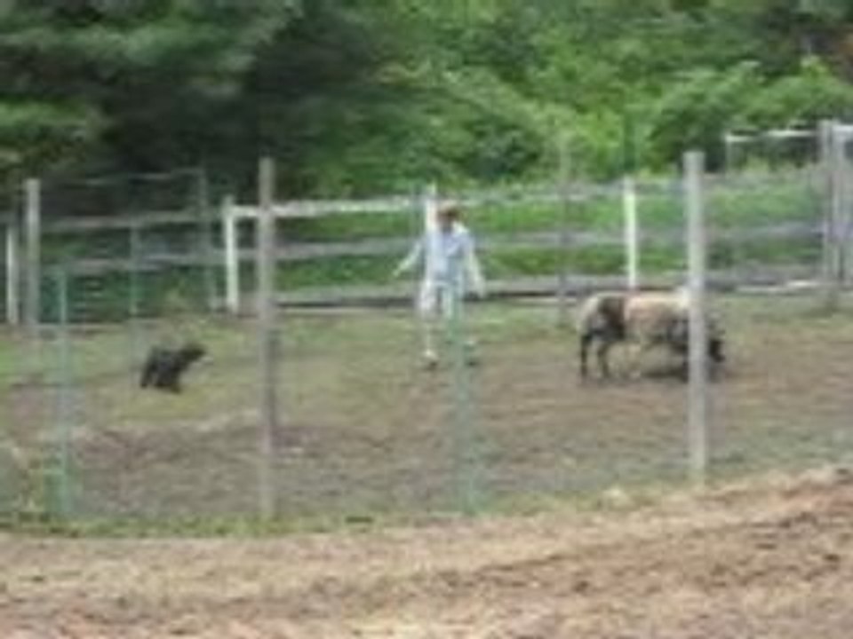 MVI_0290