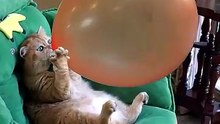 Boom,Scared me!  #funny_cats #cat #funny_videos