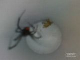 Veuve noire combattant et tuant une autre araignée
