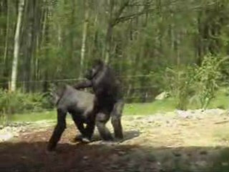 Tchou tchou...le petit train !