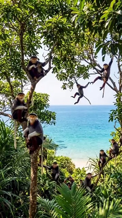 Monyet dipohon kayu