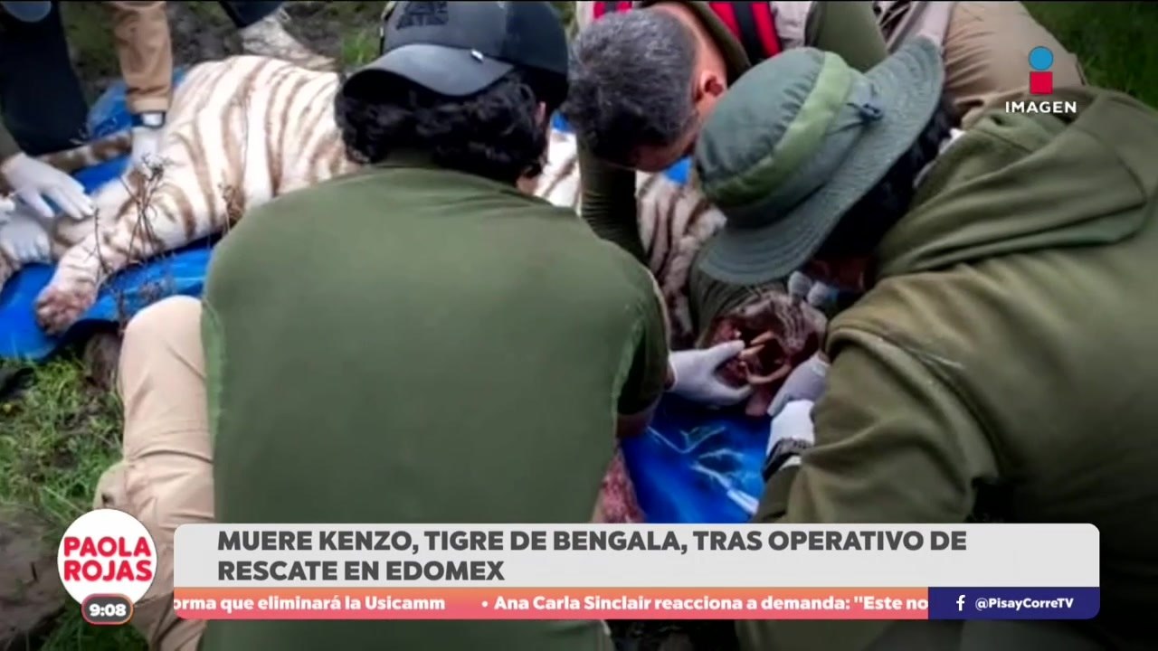 Muere Kenzo, tigre de bengala, tras operativo de rescate en Edomex | De Pisa y Corre con Paola Rojas