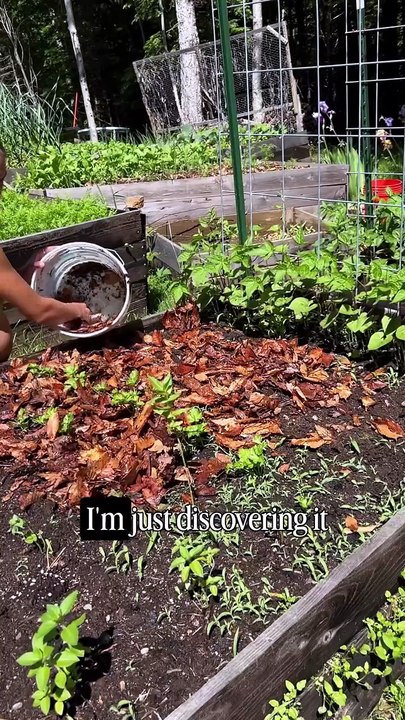 Last year I implemented something new in my garden, and I LOVED ITSo this year, leaf mulching wa