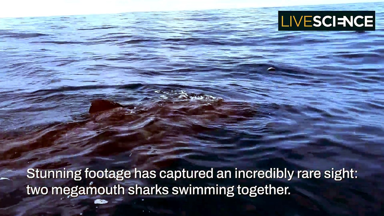 Rare Megamouth Sharks Sighting