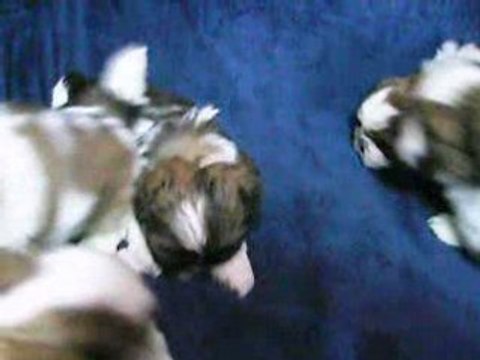 NOUVELLE VIDEO DU 29/06/08 DES 5 FRERES A 5 SEMAINES