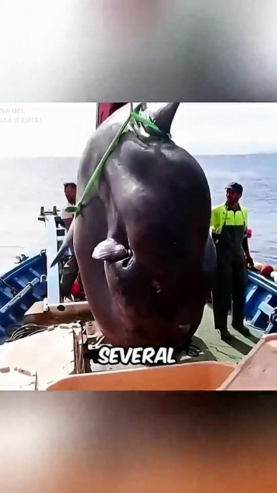 Animals That ACCIDENTALLY Cause Their Own Death! 💀😱 Bizarre Nature Facts You Won't Believe