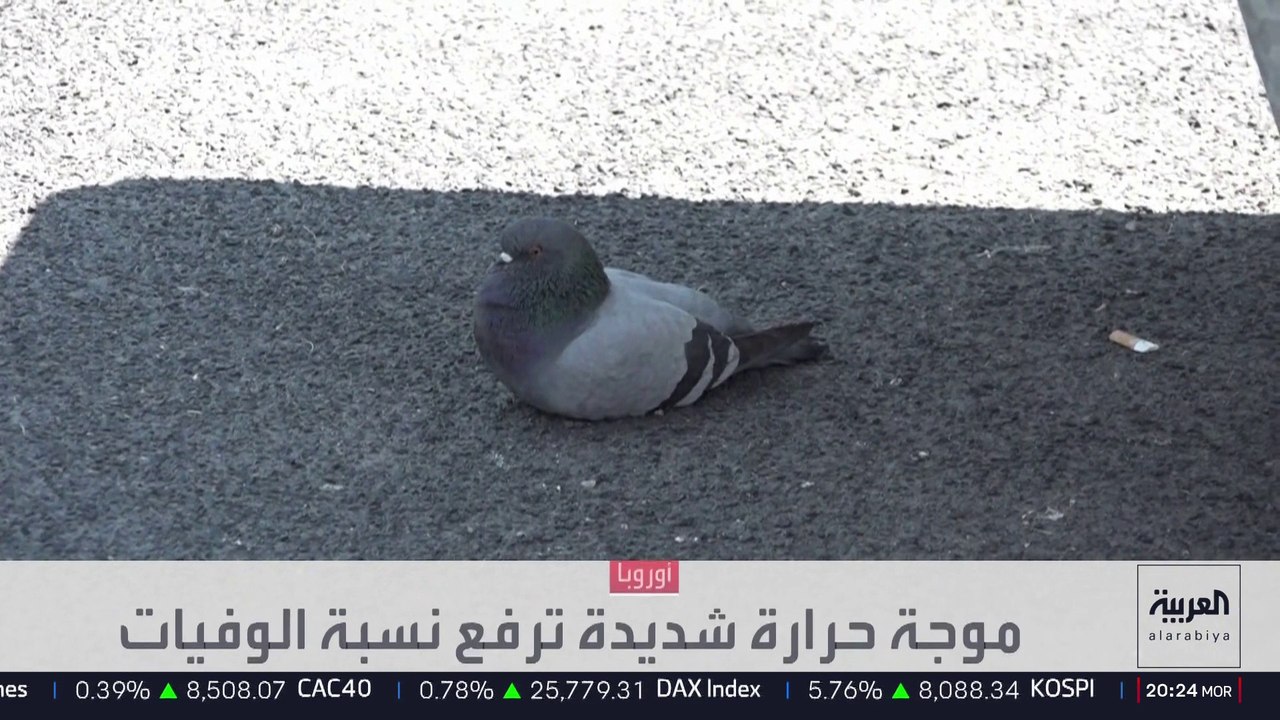 موجة حر تاريخية تضرب أوروبا.. وآلاف الوفيات في فرنسا وبلجيكا وهولندا