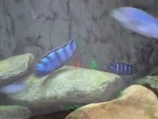Pseudotropheus demasoni mating