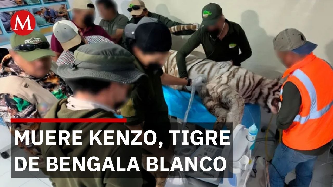 Kenzo, tigre de Bengala fugitivo, murió tras disparo durante operativo de rescate en Edomex