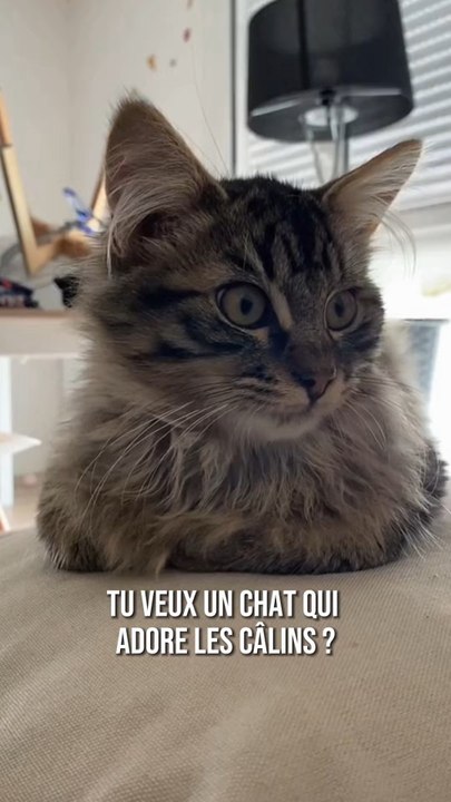 Tu veux un chat câlin ? Voici les 3 meilleurs races 🐱❤️