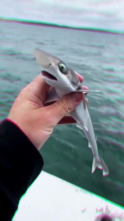Tiny Baby Shark Caught & Safely Released! 🦈#Shorts #BabyShark #OceanLife #MarineLife #Wildlife #fyp