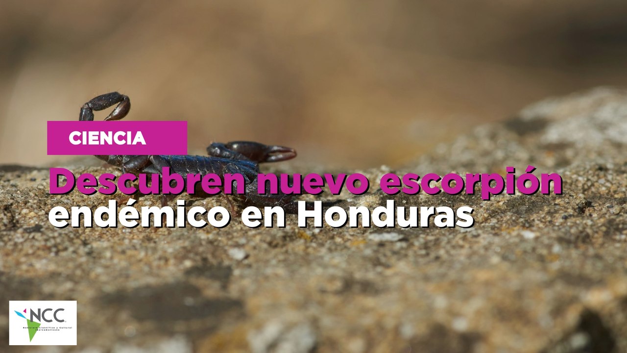 Descubren nuevo escorpión endémico en Honduras