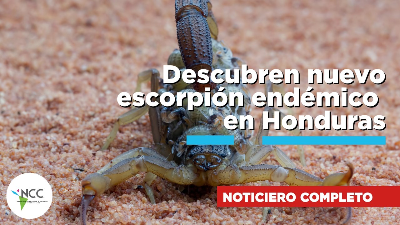 Descubren nuevo escorpión endémico en Honduras|878| 6 al 12 de julio de 2026