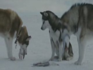 Antartica prisonniers du froid survivre fidélité