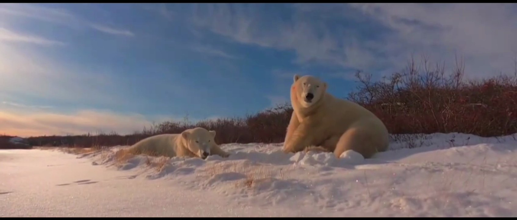 Life of a Polar Bear in Winter 🐻‍❄️ | Surviving the Arctic's Harshest Season#PolarBear #Arctic #Wildlife #Nature #Winter #FrozenWorld #WildlifeVideo #AnimalLovers #NatureLovers #ArcticLife #PolarBearLife #Snow #Ice #WildlifePhotography #Documentary