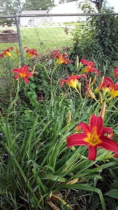 pretty red day lily