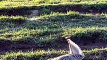 Incredible Prairie Wildlife: Sharp-Tailed Grouse Performs Energetic Stomping Courtship Dance