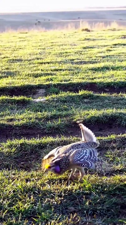Incredible Prairie Wildlife: Sharp-Tailed Grouse Performs Energetic Stomping Courtship Dance