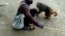 Funny Monkey Acting Like a Human 😂 #funny #comdey #fun #monkey #Monkey #FunnyMonkey #MonkeyActing #MonkeyVideo #CuteMonkey #AnimalComedy #FunnyAnimals #AnimalVideos #Wildlife #Nature #Comedy #FunnyVideos #ViralVideo #Trending #FunWithMrDacket