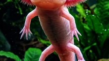 POKEMOM,  PEIXE OU ALIENÍGENA??