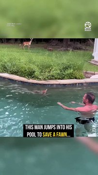 Man Jumps Into Pool to Rescue Baby Fawn 💕🦌#BabyFawn #DeerRescue #AnimalRescue #WildlifeRescue #RescueStory #AnimalLovers #KindnessMatters #Hope #Nature #Heartwarming #GoodNews #Compassion #YouTubeShorts #ViralShorts #SavingAnimals