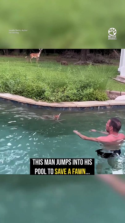 Man Jumps Into Pool to Rescue Baby Fawn 💕🦌#BabyFawn #DeerRescue #AnimalRescue #WildlifeRescue #RescueStory #AnimalLovers #KindnessMatters #Hope #Nature #Heartwarming #GoodNews #Compassion #YouTubeShorts #ViralShorts #SavingAnimals