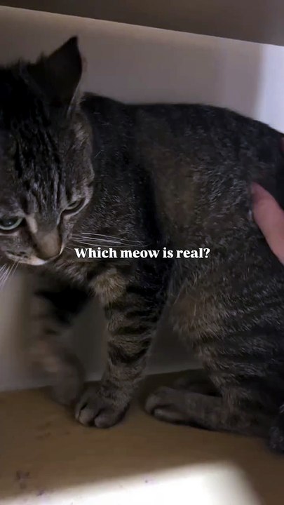 #cat #meow