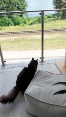 Where is my train?:) #cats #funnycats #catlovers