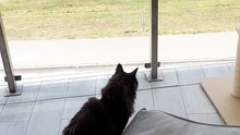 Where is my train?:) #cats #funnycats #catlovers