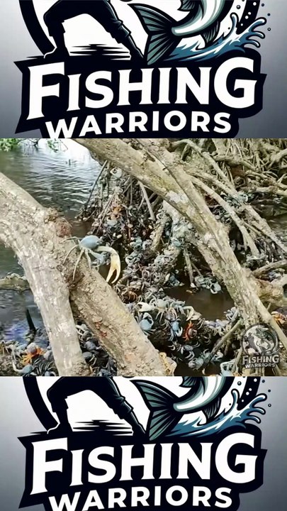 🦀 Nature's Invasion! Thousands of Blue Land Crabs Fill the Mangrove!