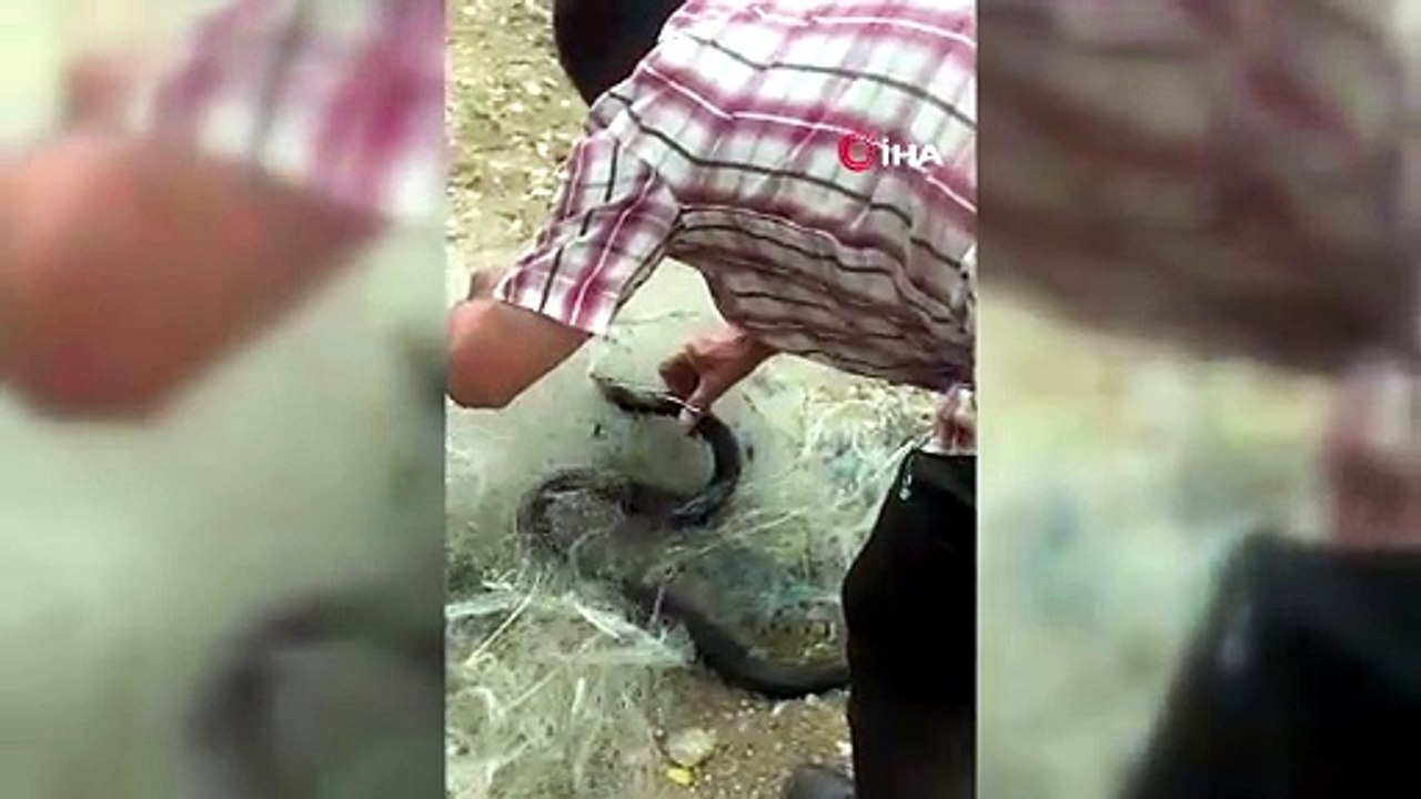 Balık ağına takılan yılanı tek tek keserek kurtardı!