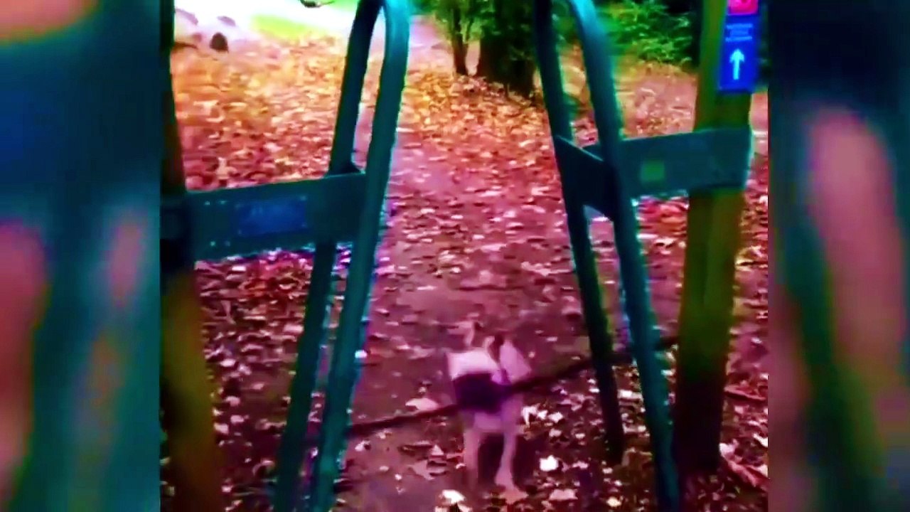 Funny Cat � VS Finger Gun