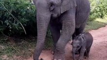 A newborn elephant walking with his mother