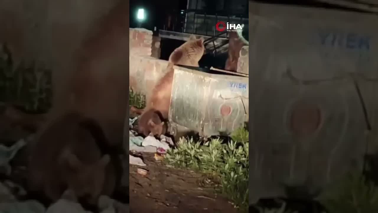 Kars'ta bir vatandaş ayılara türkü söyledi.
