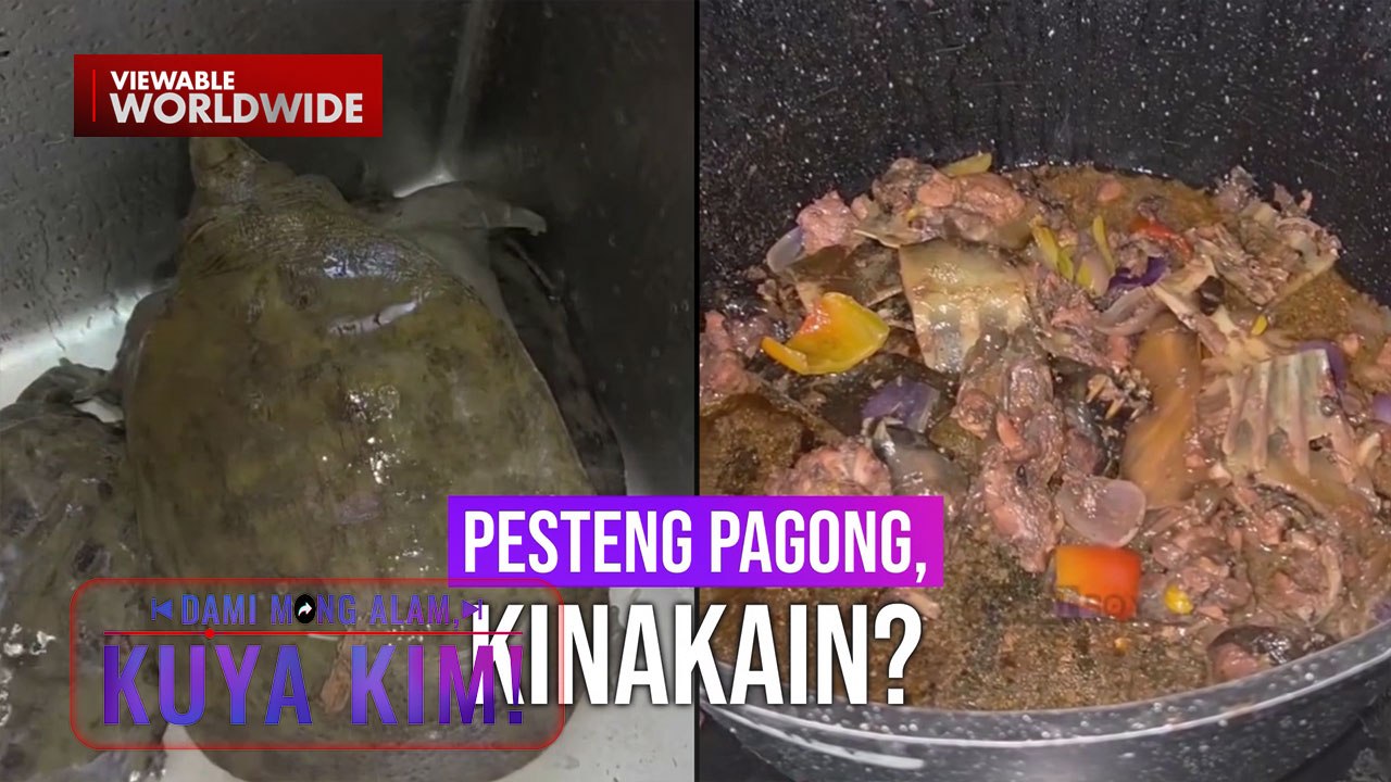 'Chinese softshell turtle’ na peste kung ituring, ligtas bang kainin?! | Dami Mong Alam, Kuya Kim!