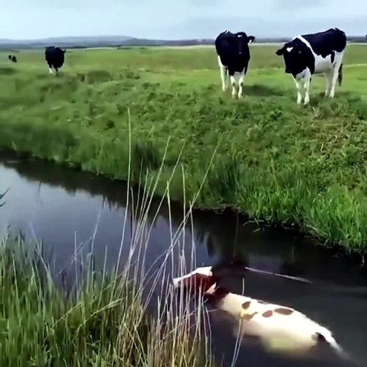 Swimming Cows Part 2