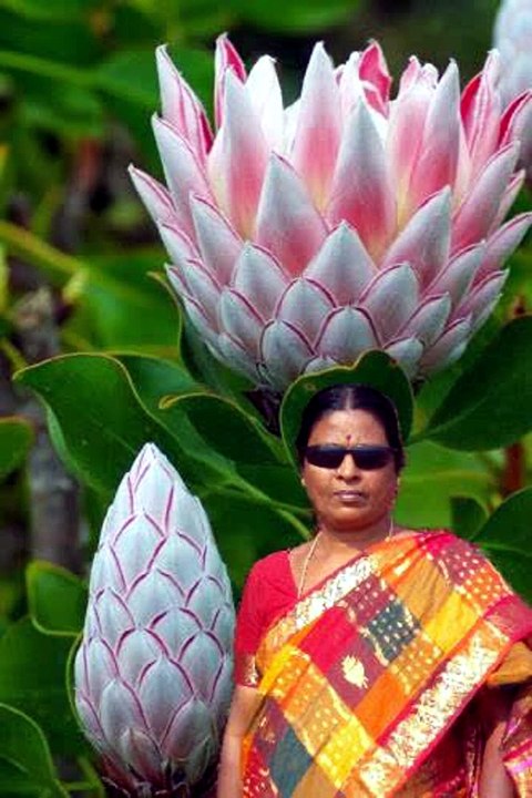 A Amma Aa Aavu