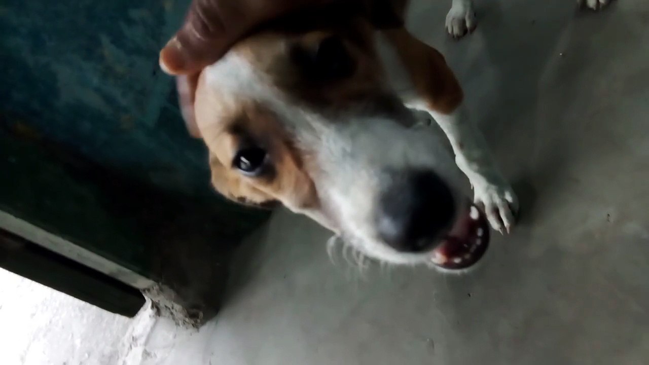 Adorable Dog Got Pampered