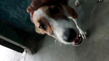 Adorable Dog Got Pampered