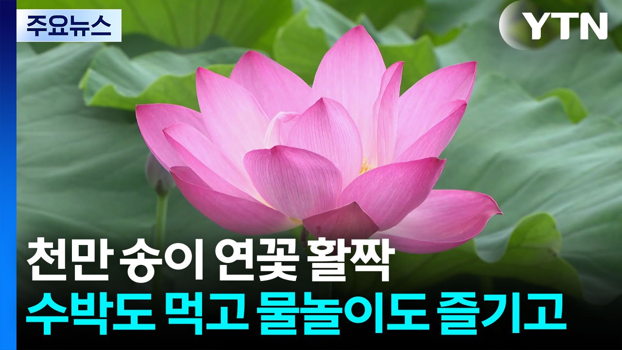 천만 송이 연꽃 활짝...수박도 먹고 물놀이도 즐기고 / YTN