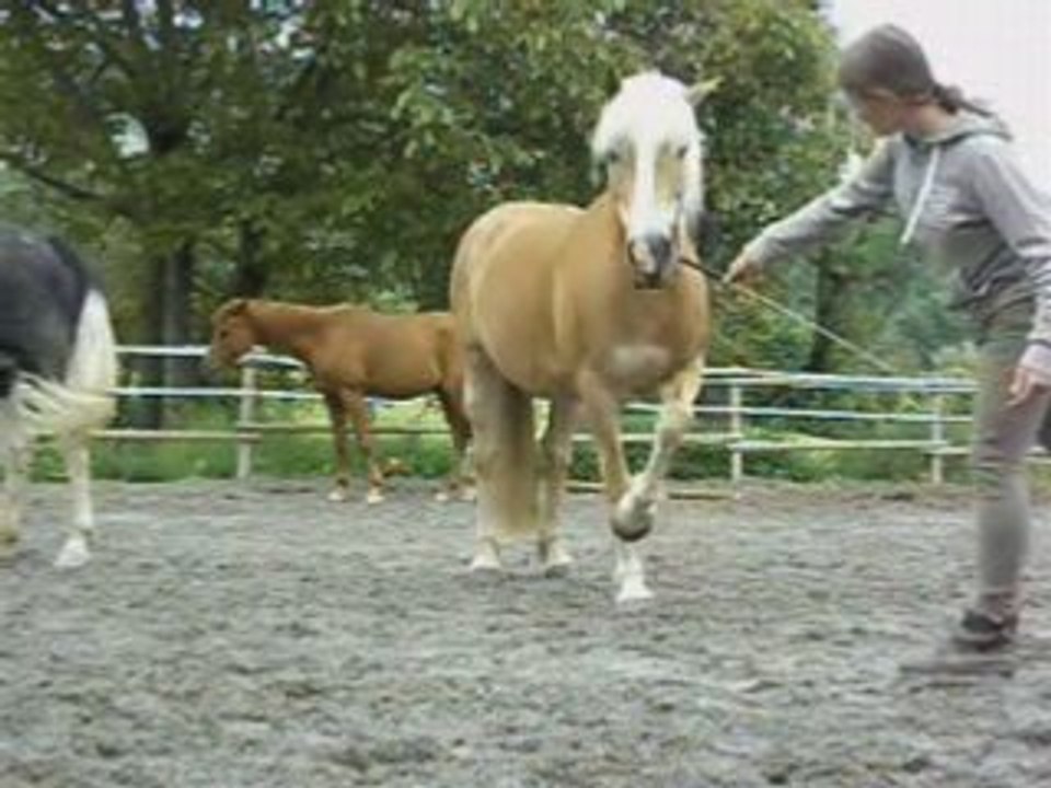 Montage sauts sur stabu en liberté =)