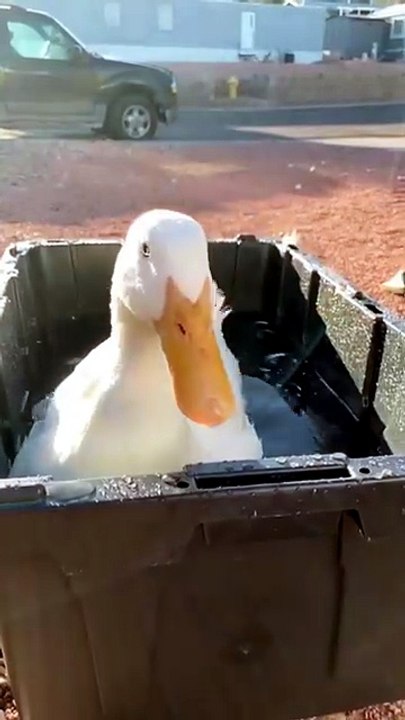 Duck_shaking_off_water🦆😉