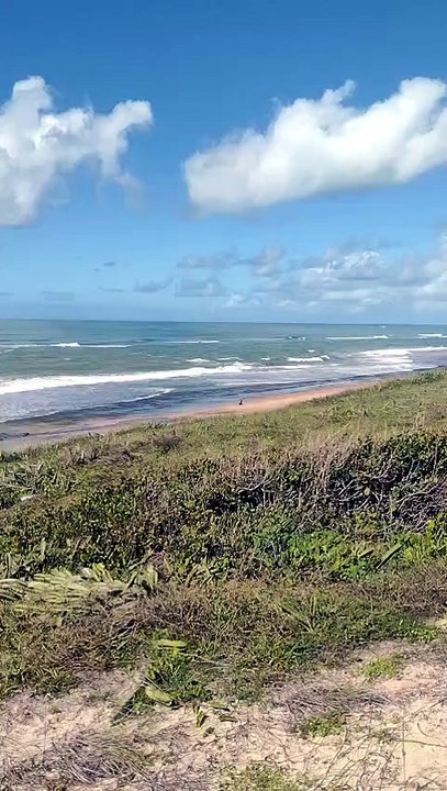 Lobo-marinho é visto por populares na faixa de areia de praia no Litoral Sul alagoano
