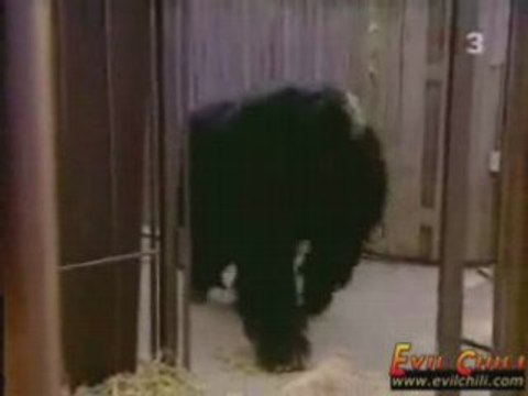 Dans la cage du gorille (caméra cachée) - Humour Gag