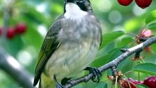#NaturePhotography #WildlifePhotography #Cinematic #4K #NationalGeographicStyle #BirdLovers #NatureLovers #EarthBeauty #AnimalPhotography #AmazingNature