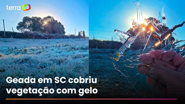 SC registra ao menos 19 cidades com temperaturas negativas; vídeo mostra teia de aranha congelada