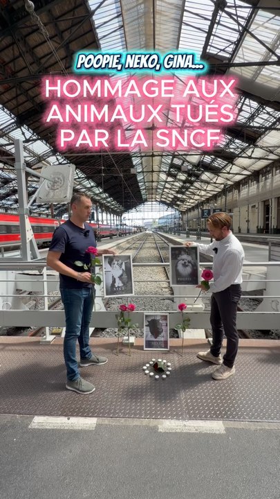 POOPIE, NEKO, GINA : HOMMAGE AUX ANIMAUX TUÉS PAR LA SNCF