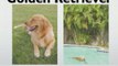 Golden Retriever puppies - Golden Retriever Information