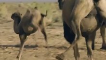 Information about camels that live in groups rather than alone! 🐫🐫